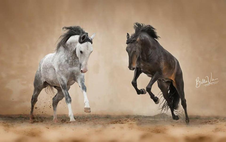Horse Riding Country House Vila Franca de Xira Exterior foto